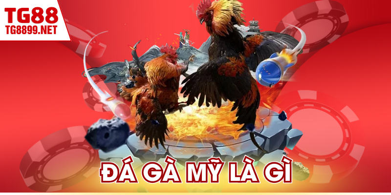 Đá Gà Mỹ Là Gì | Sức Mạnh Hủy Diệt Của Chiến Kê Hoa Kỳ 2 Đá Gà Mỹ Là Gì | Sức Mạnh Hủy Diệt Của Chiến Kê Hoa Kỳ