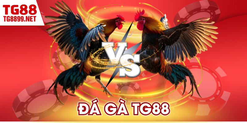 Đá Gà TG88 - Trực Tiếp Từ Các Đấu Trường Quốc Tế
