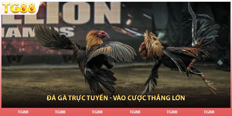 Đá gà trực tuyến - Vào cược thắng lớn