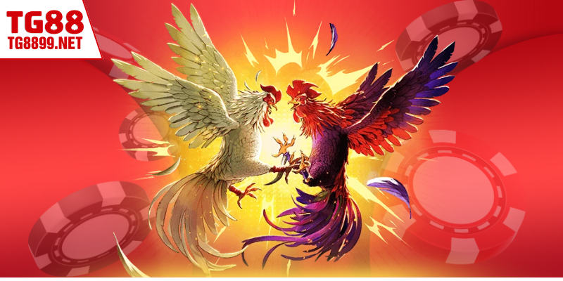 Đặc điểm của thí sinh đá gà Mỹ là gì?