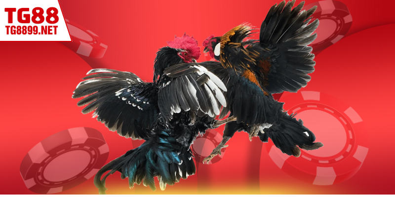 Mẹo tham gia cá cược chọi kê rinh thưởng lớn