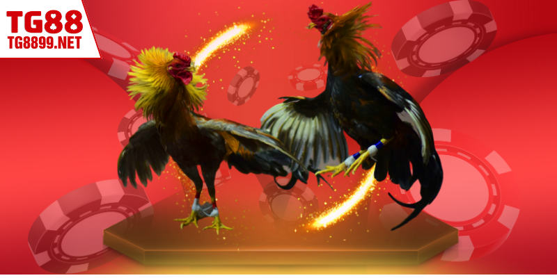 Những giải đấu đang có mặt tại trường gà