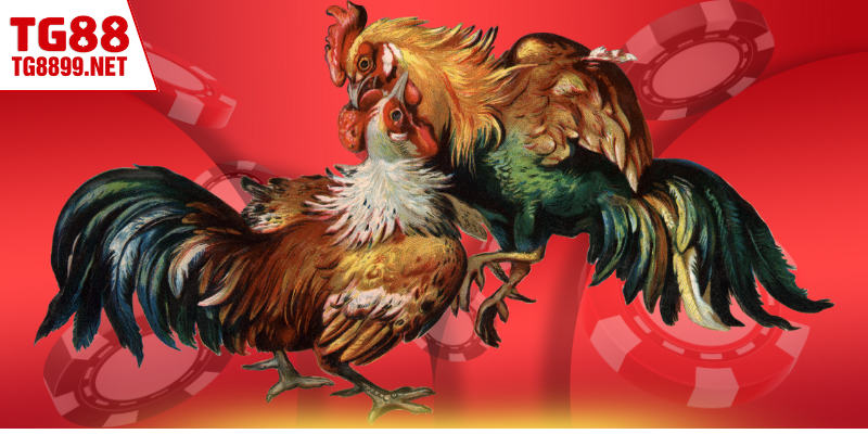 Tổng hợp các giống gà Mỹ vượt trội