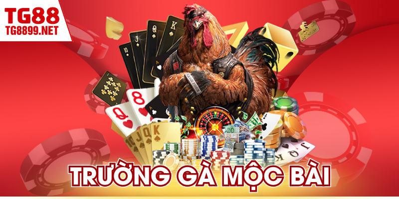 Trường Gà Mộc Bài | Đấu Trường Uy Tín Nhất Biên Giới 1 Trường Gà Mộc Bài | Đấu Trường Uy Tín Nhất Biên Giới