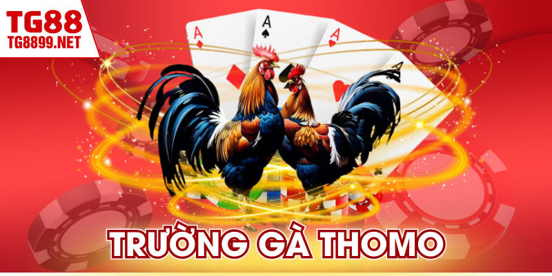 Trường Gà Thomo | Đỉnh Cao Chọi Kê Campuchia Uy Tín 3 Trường Gà Thomo | Đỉnh Cao Chọi Kê Campuchia Uy Tín